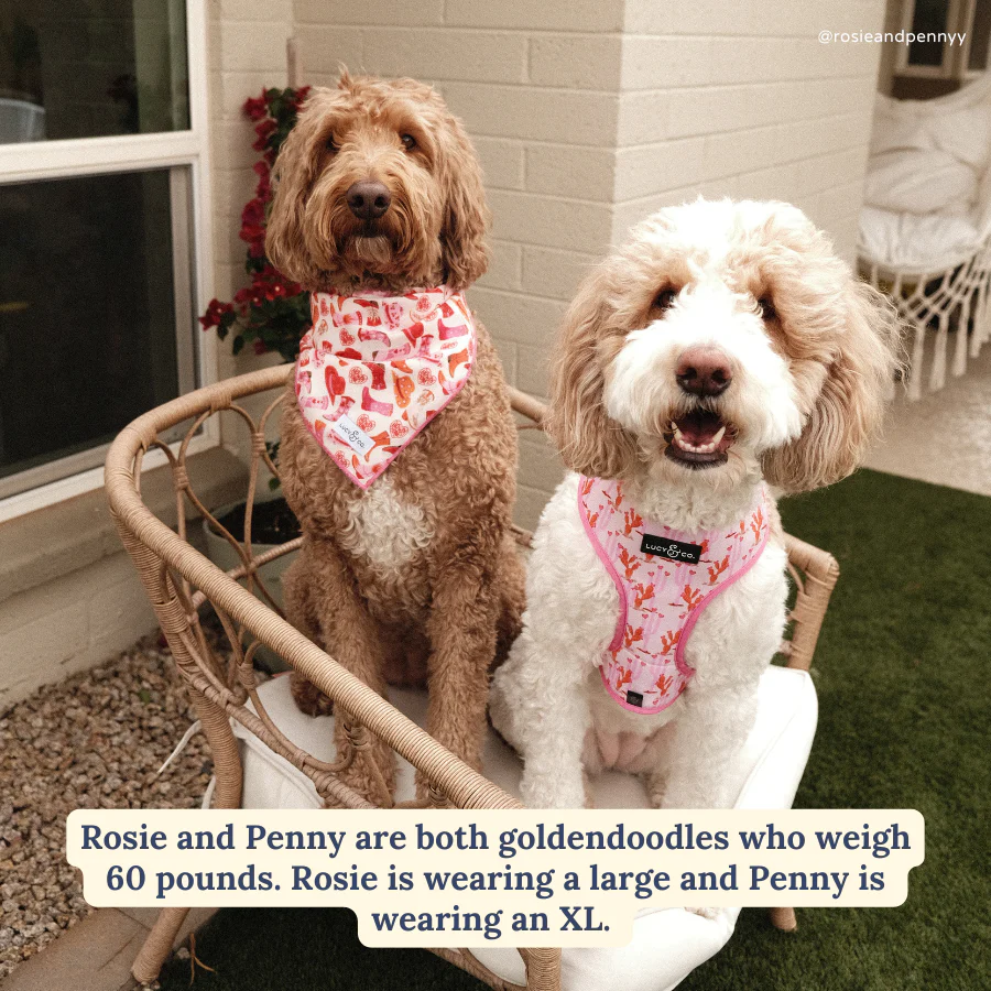 Howdy, Honey Reversible Harness - Image 4