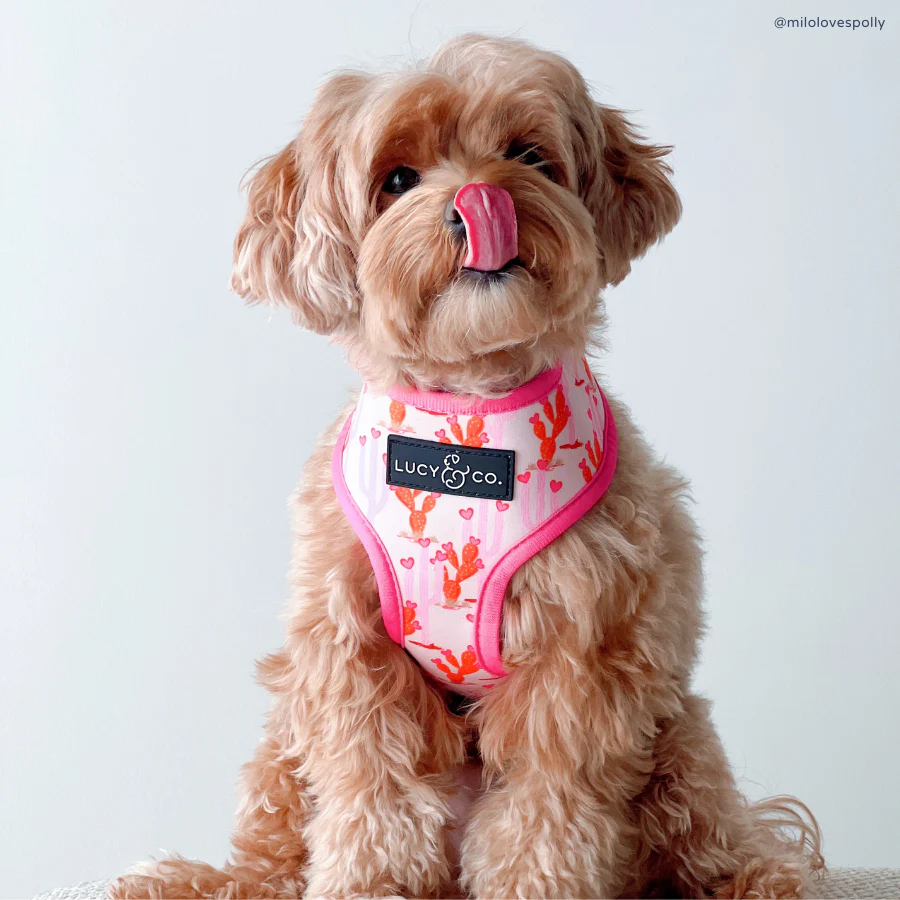 Howdy, Honey Reversible Harness - Image 6