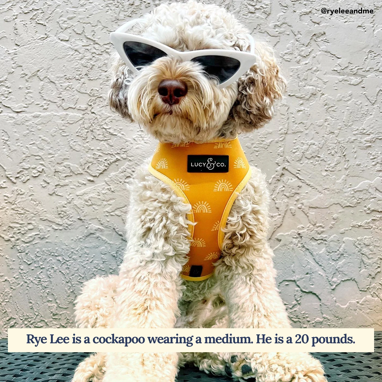 Looking Sharp Reversible Harness - Image 4