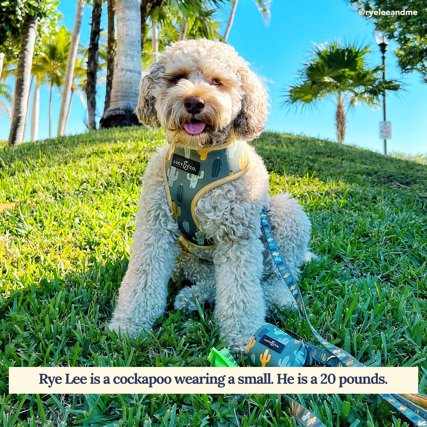 Looking Sharp Leash - Image 4