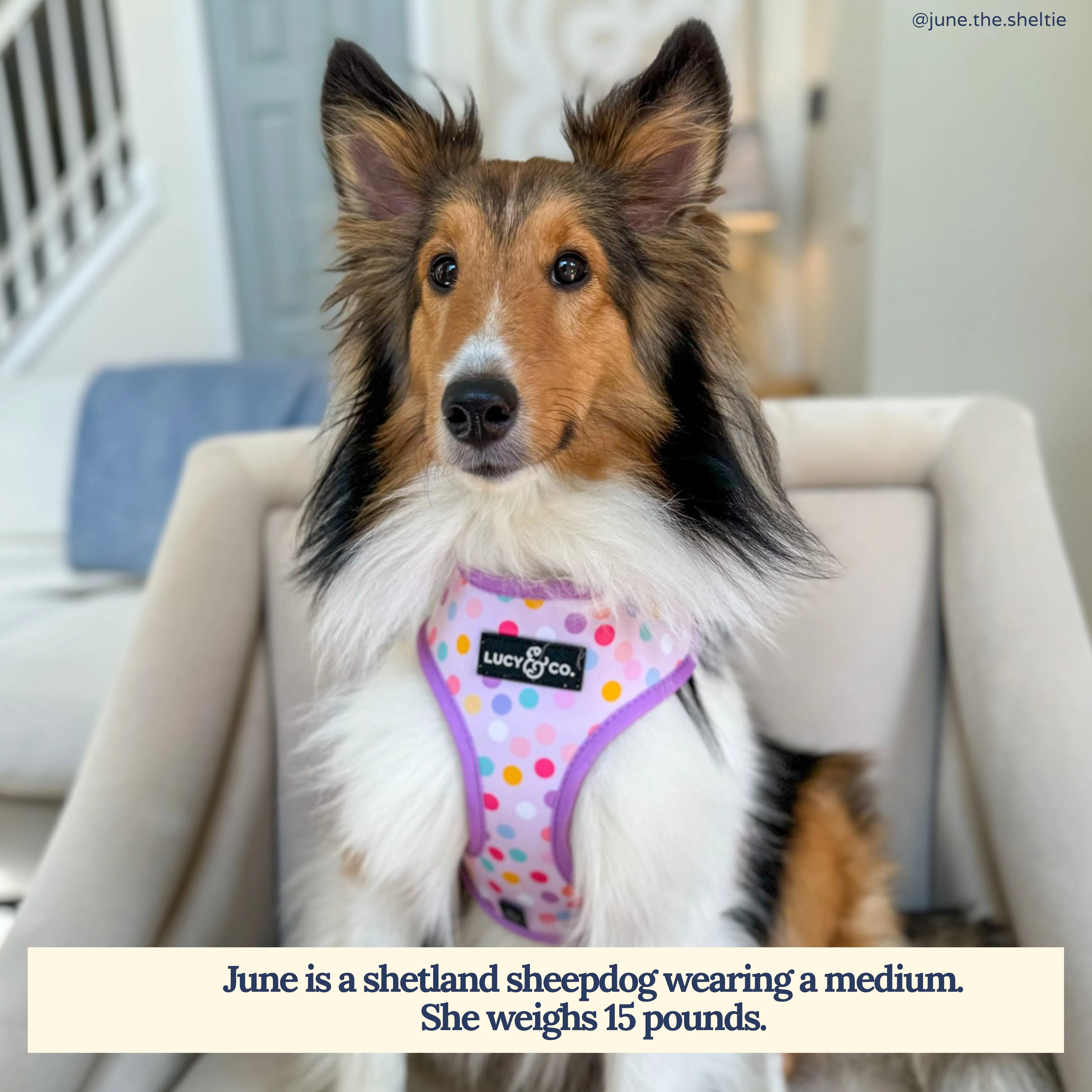Making Magic Reversible Harness - Image 4