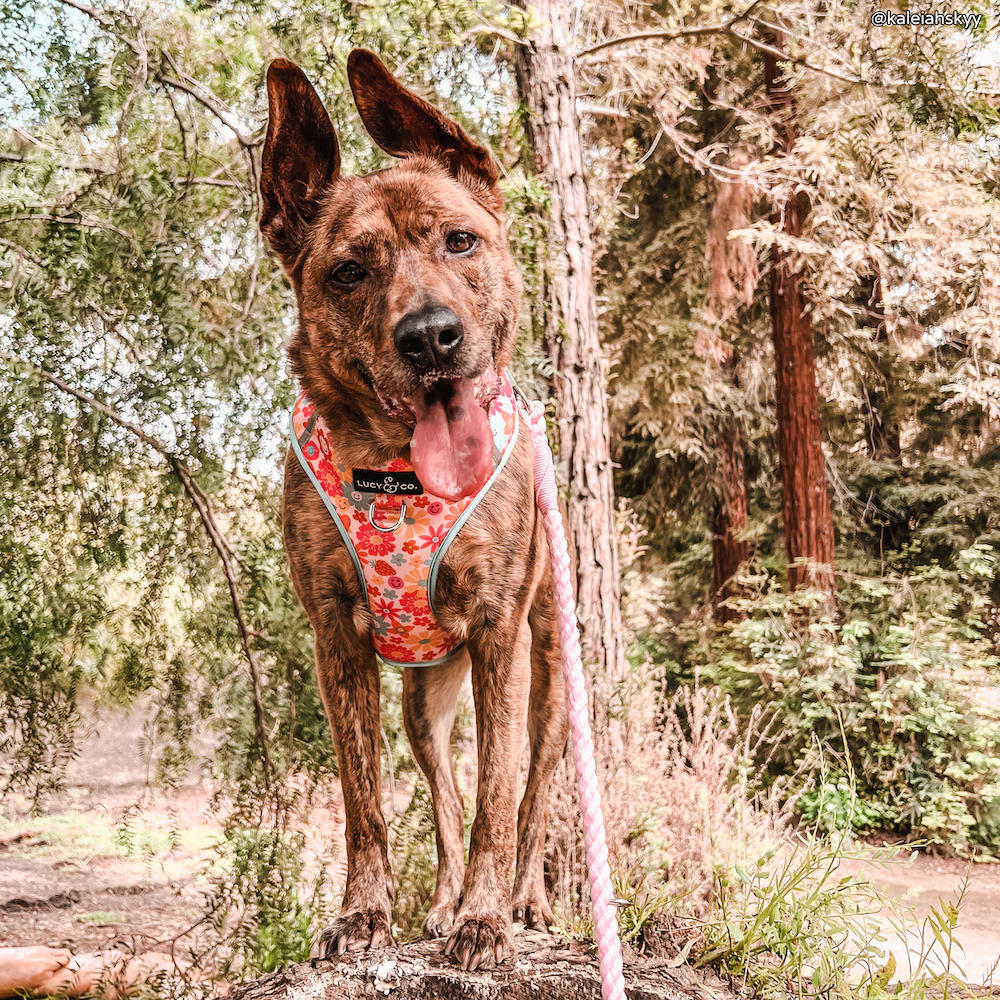 Rosewater Hands-Free Rope Leash - Image 4