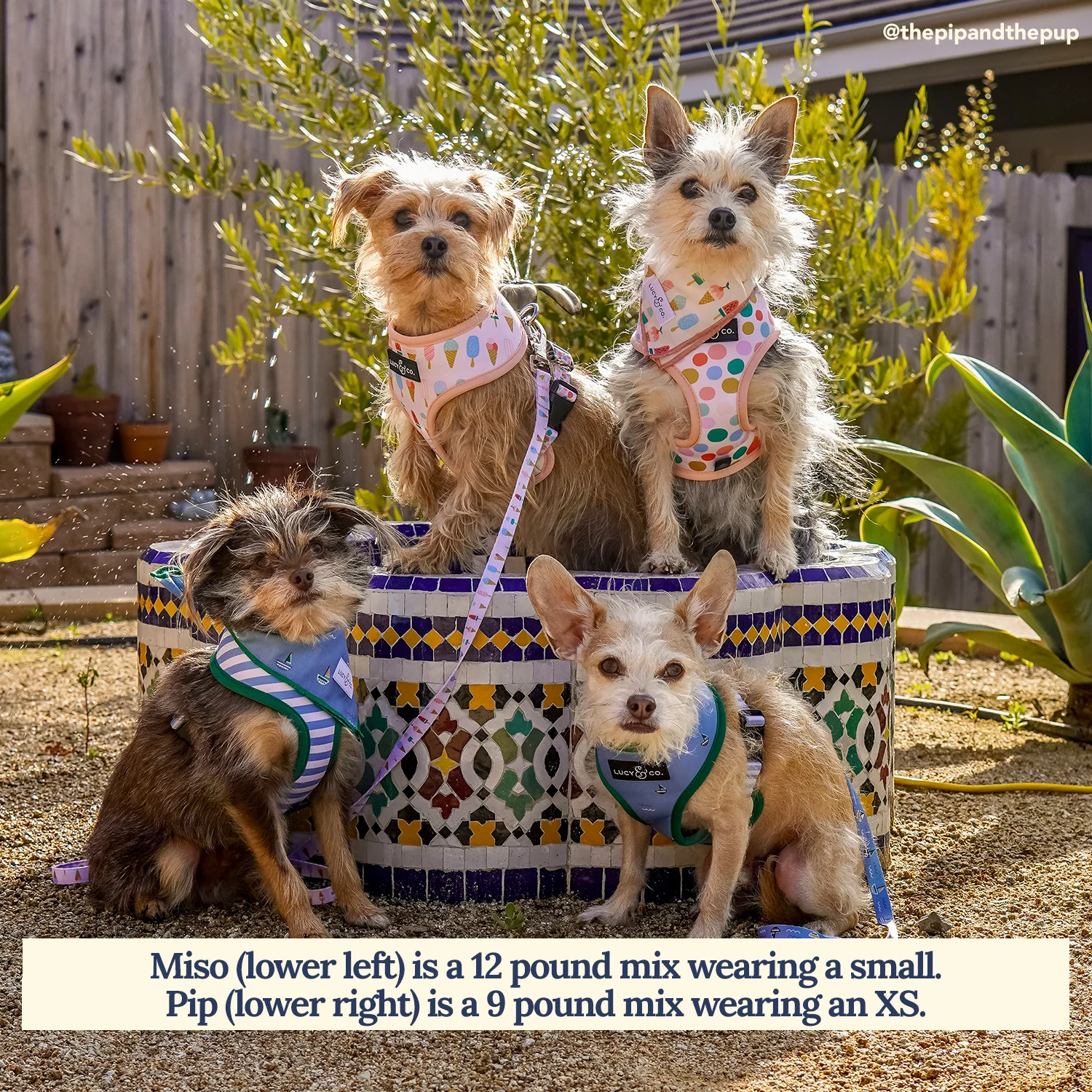 Set Sail Reversible Harness - Image 3