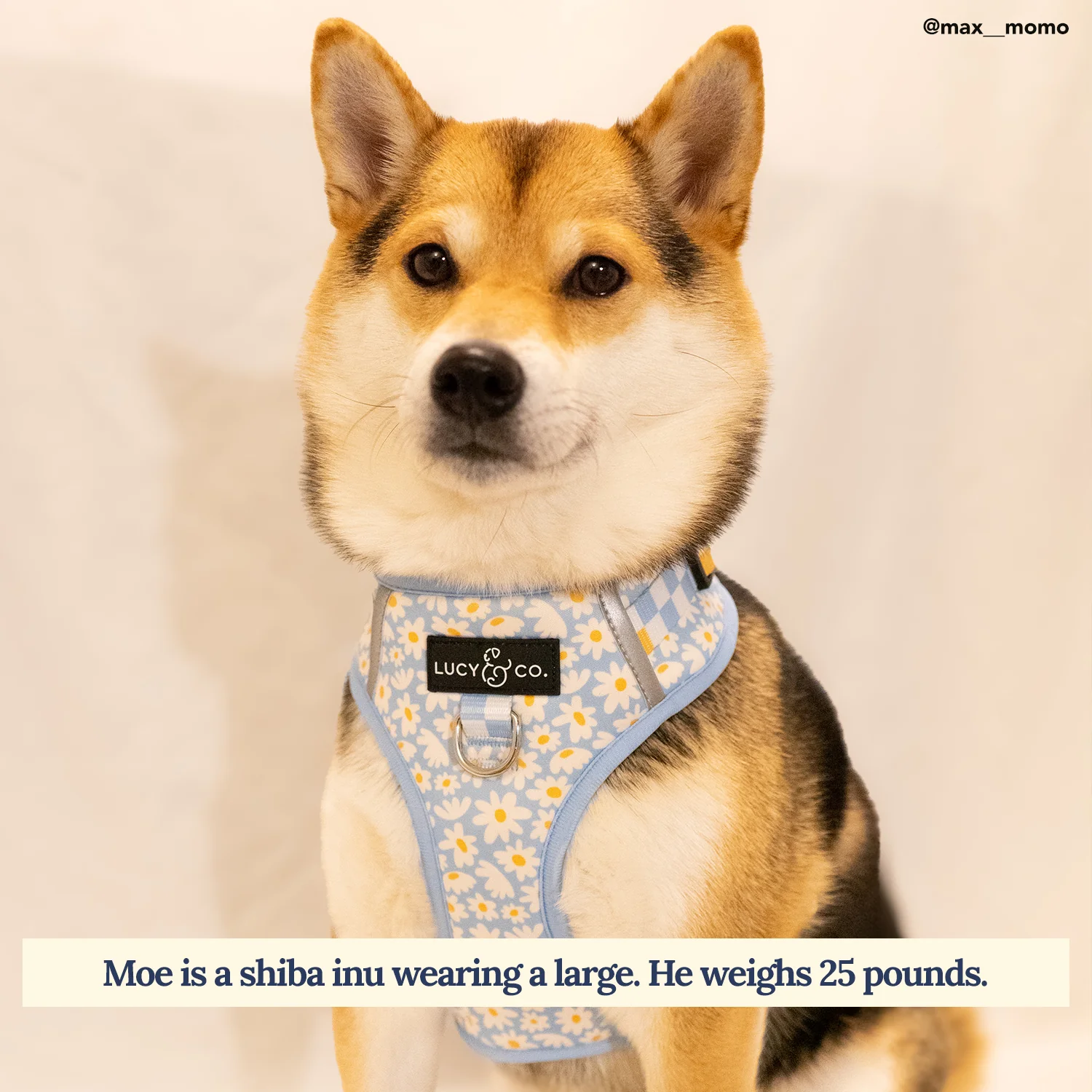 Simply Splendid No-Pull Harness - Image 3
