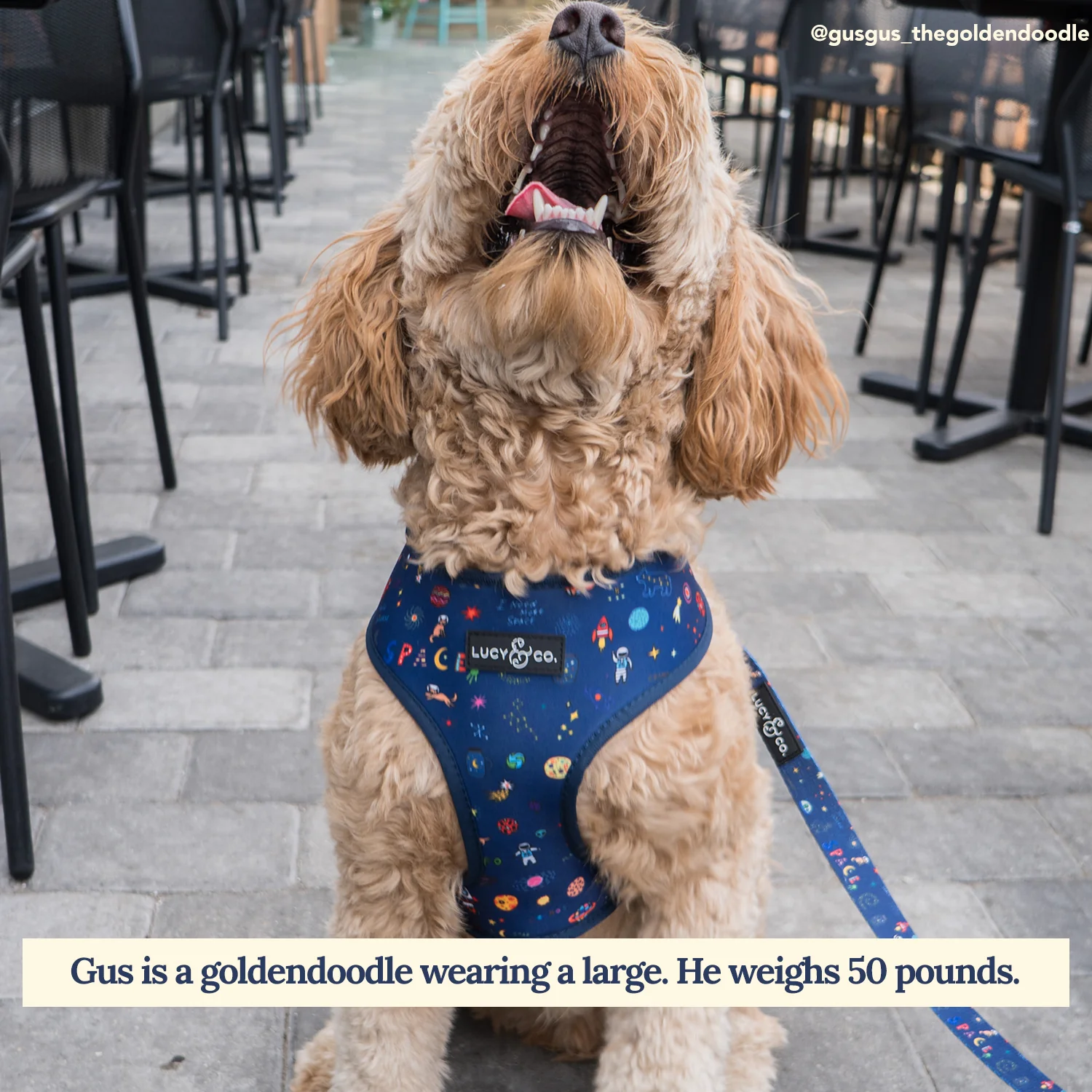 Space Doodle Leash - Image 4