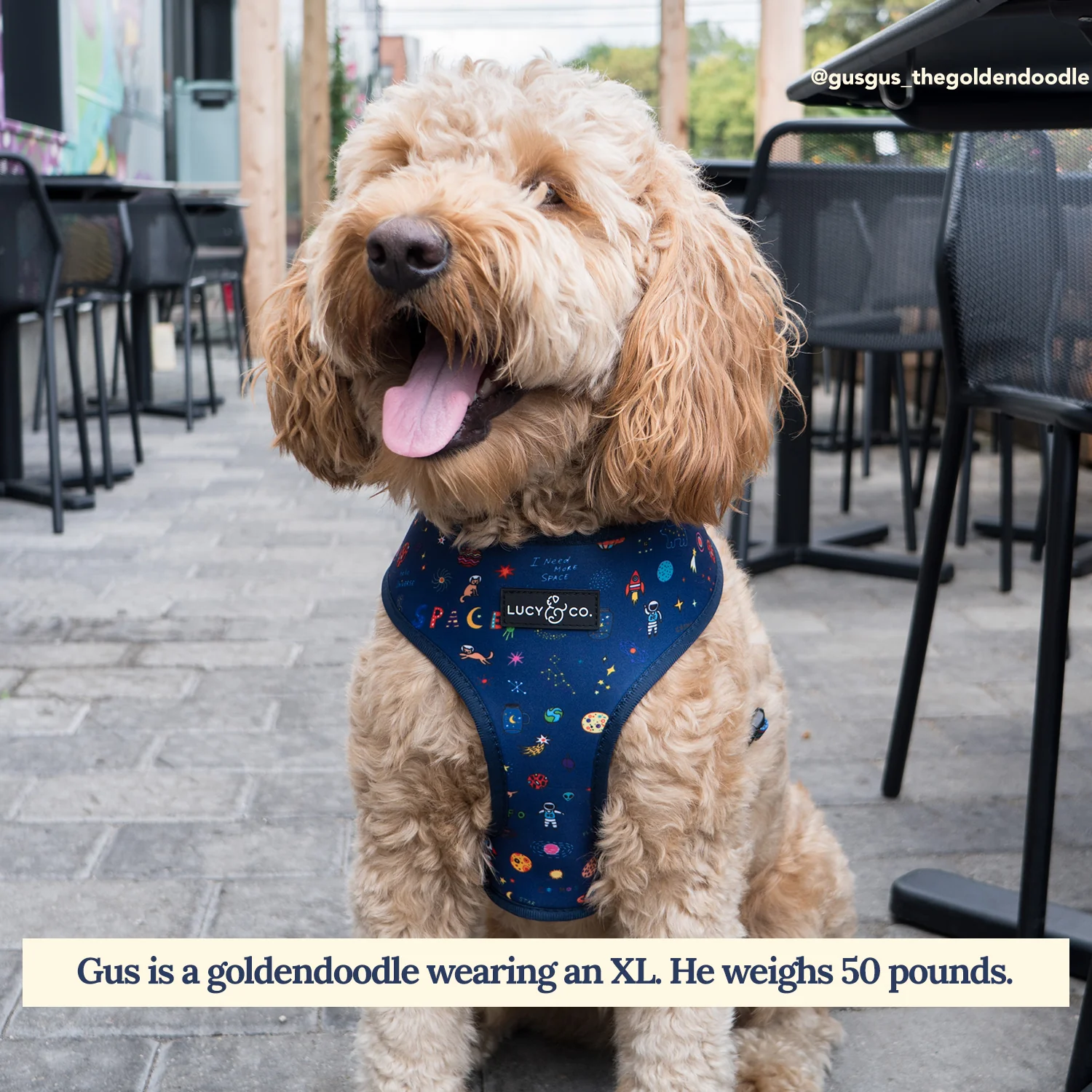 Space Doodle Reversible Harness - Image 3