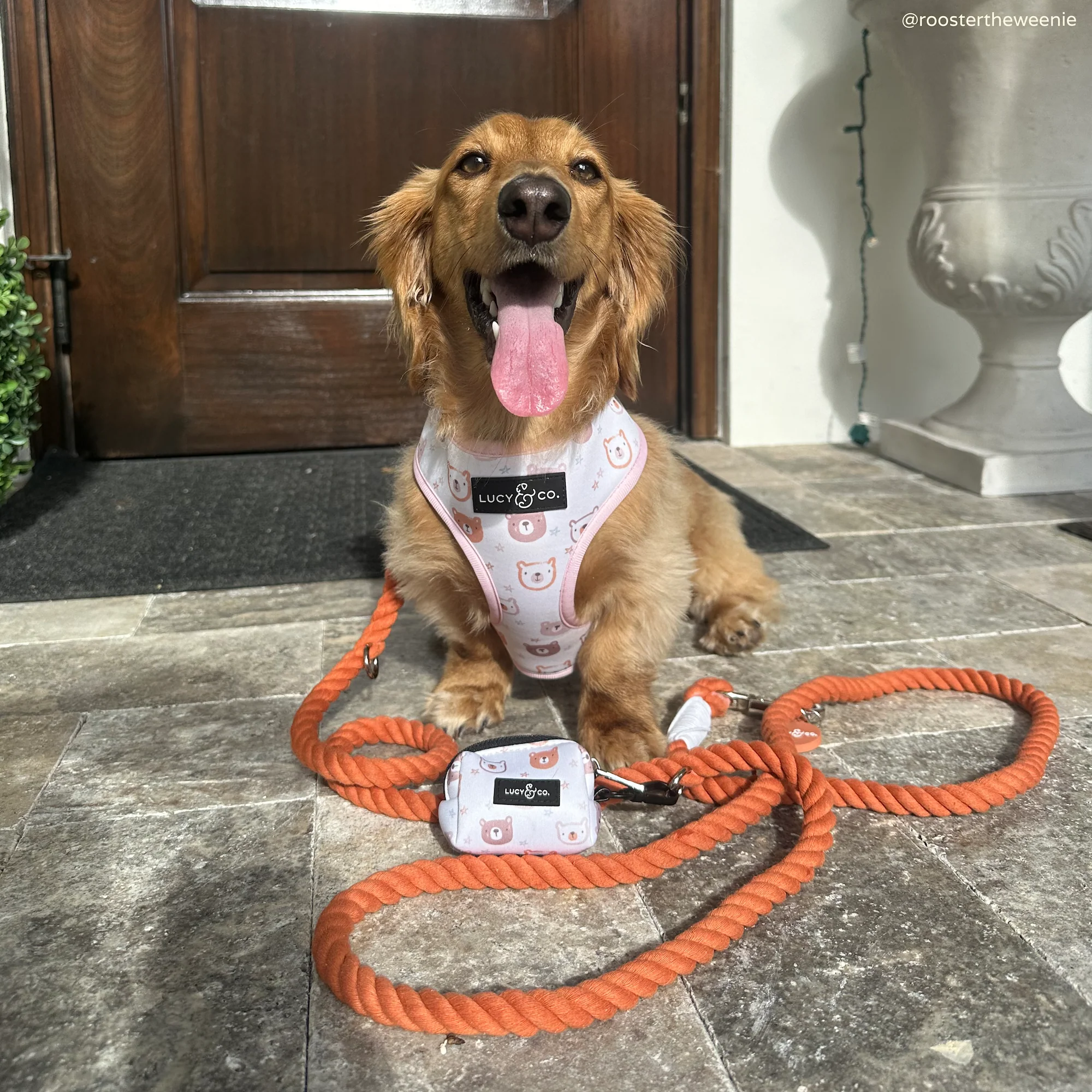 Spice Hands-Free Rope Leash - Image 5