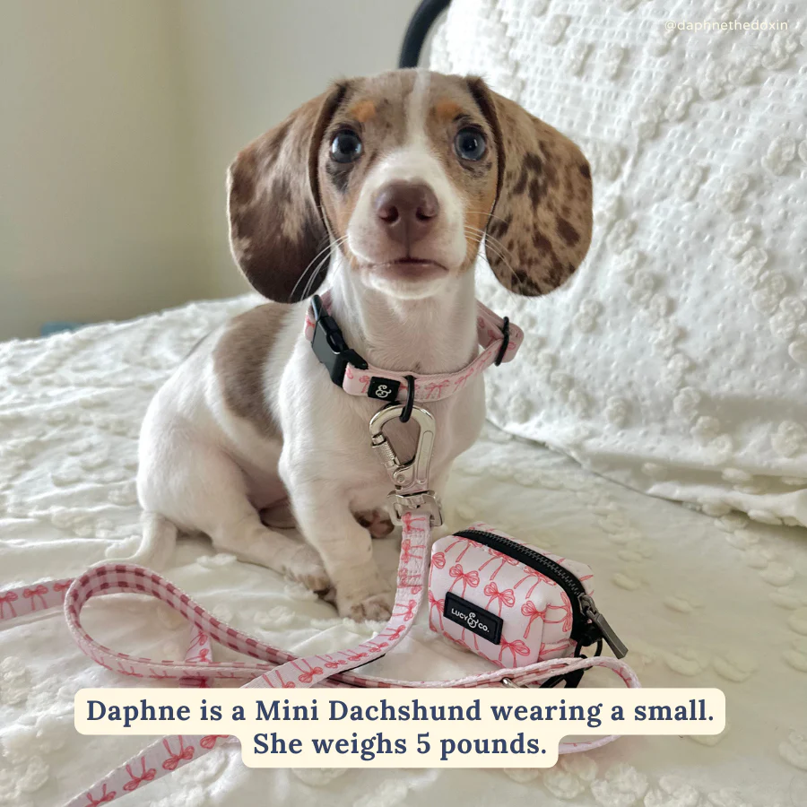 Take a Bow Leash - Image 3