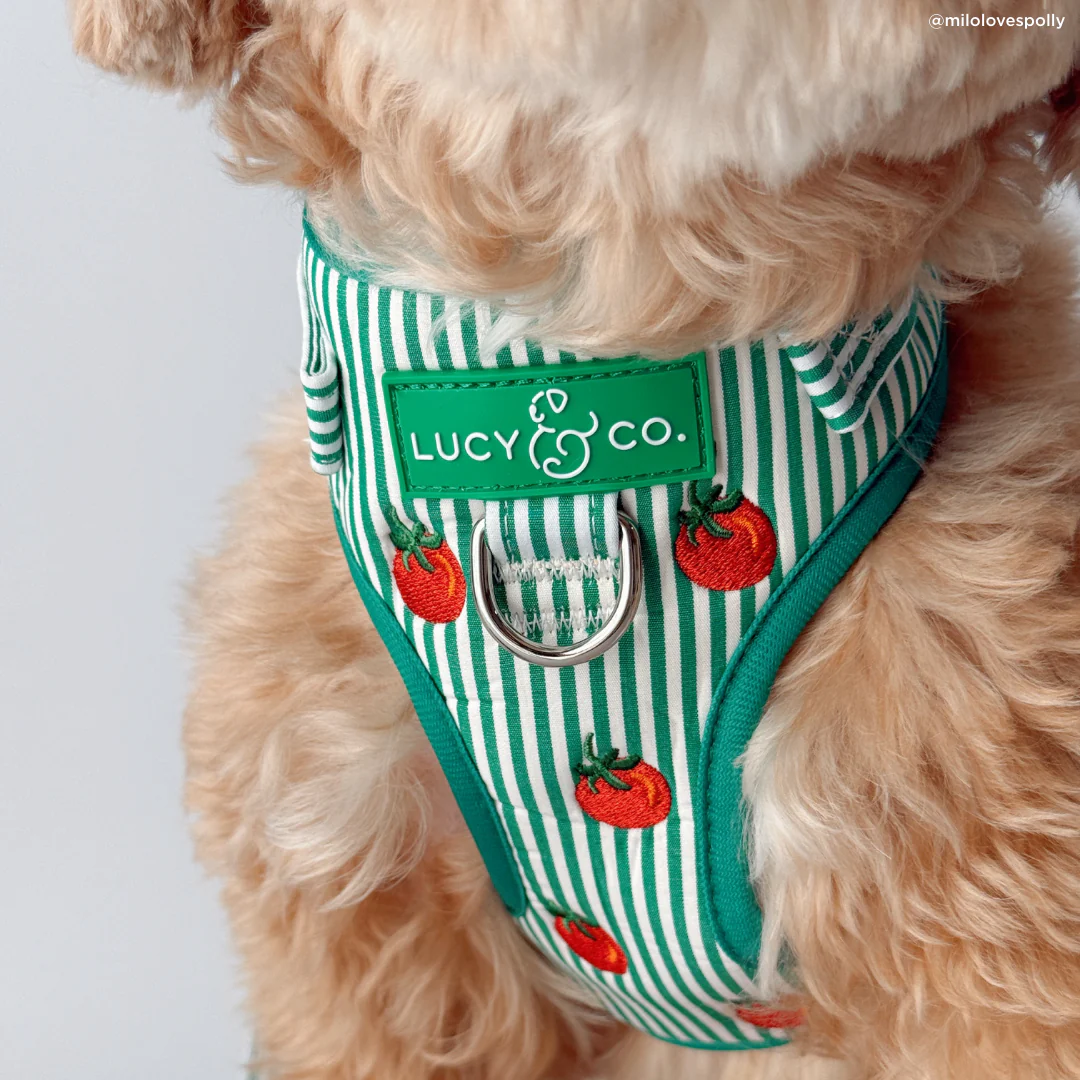 Tomato, Tomahto Embroidered No-Pull Harness - Image 3